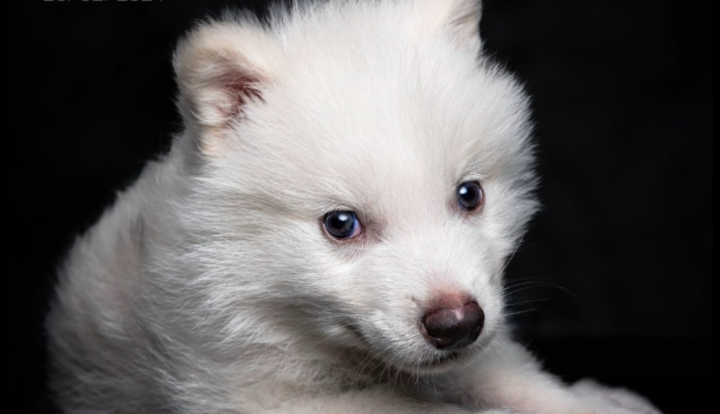 Memecoin Dire Wolf atinge US$ 13,6 milhões em valor de mercado após ‘desextinção’ do lobo terrível