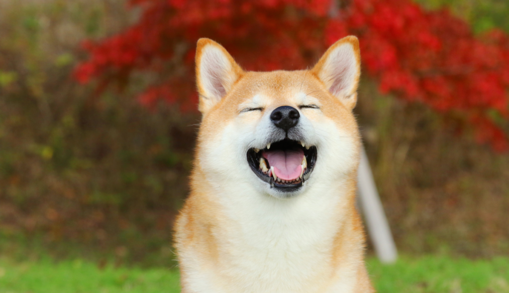 Esqueça o Bitcoin: Empresa de cannabis cria reserva estratégica de Dogecoin